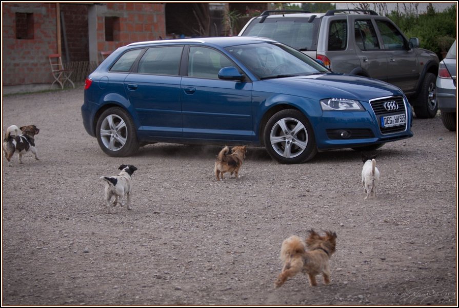 Asbach Fohlenshow 2014 005